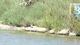 Common Sandpipers [upl. by Harragan214]