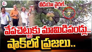 ఇదెక్కడి విడ్డూరం వేప చెట్టుకు మామిడి పండ్లు   Mango Nuts For Neem Tree  sumantvtirupathi [upl. by Kirsten]