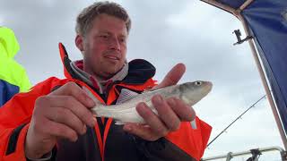 An evening smashing the bass  River Orwell bass fishing  UK boat fishing  Felixstowe and Harwich [upl. by Naugal]