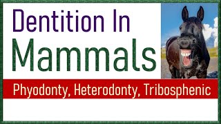 Dentition in Mammals  Types of Teeth in Mammals [upl. by Kahle]