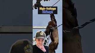 Can They SAVE Chimp From HIGH VOTAGE 😱⚡️ animalrescue [upl. by Primaveras]