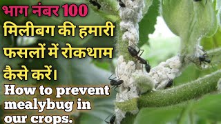 मिलीबग की हमारी फसलों में रोकथाम कैसे करें। How to prevent mealybug in our crops 9199991477775 [upl. by Lerrad167]