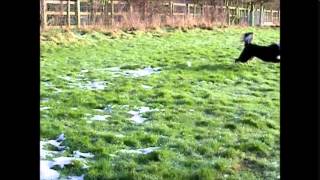 Border Collie demonstrating how much a normal life is possible after total hip replacement surgery [upl. by Mano]