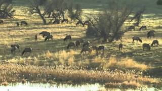 Elk Herd Southern Colorado [upl. by Richey]