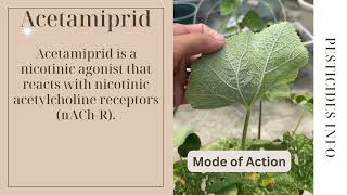 Understanding Acetamiprid Effective Insecticide for Pest Control Chemistry amp Uses [upl. by Kerrin995]