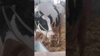 milking champion pdfa cow buffalo dairy milk farming [upl. by Dwaine]