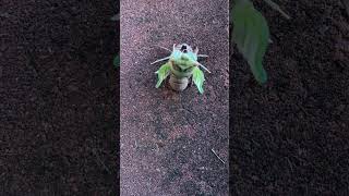 Cicada molting ecdysis Cicada Molting WildlifePhotography CloseUpNature timelapse [upl. by Raffaj]