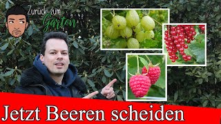 Kurzanleitung Rückschnitt von Johannisbeeren Himbeeren und Stachelbeeren [upl. by Nylatsyrc76]