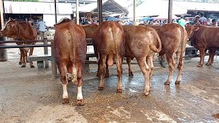 HARGA BAKALAN SAPI SUPER MAS Gilang Pasar Sapi Ambarawa [upl. by Nnaed258]