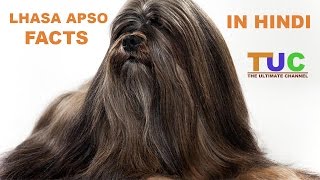 Lhasa Apso Dog Facts In Hindi  Dog Facts  Popular Dogs  The Ultimate Channel [upl. by Clementina]