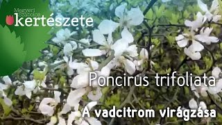 Poncirus trifoliata  Vadcitrom virágzása [upl. by Orestes]