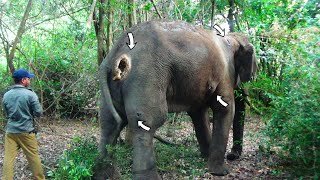 Treating Tusker Elephant suffered with Abscesses all over the body after a duel with another tusker [upl. by Yvel]