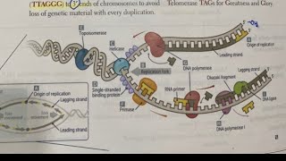 DNA replication made EASY Hindi neetpg inicet firstaidusmle biochemistry rapidrevisionseries [upl. by Gage]