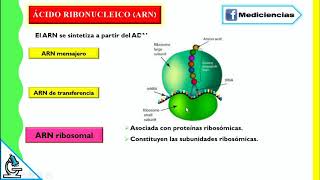 REPLICACIÓN DEL ADN Y SÍNTESIS DE PROTEINAS  DAVID ERRE [upl. by Gibbeon880]