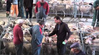 Saugues en Gevaudan Sheep Market [upl. by Mohorva]