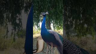 Peacock wildlife [upl. by Harle]