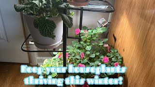 ❄️🪴How to care for houseplants in winter❄️🪴 [upl. by Kendra]