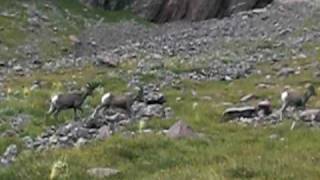 Bighorn Sheep beneath Crestone Needle Sangre De Cristo Mountains Colorado [upl. by Elleiram876]