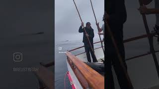 Big Tuna Fishing San Diego [upl. by Gnoix]