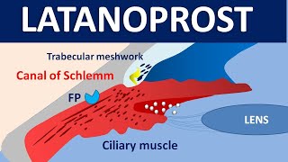 Latanoprost xalatan eye drops  Mechanism precautions side effects amp uses [upl. by Tehc]