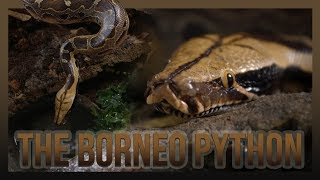 THE BORNEO PYTHON New tub setup [upl. by Yesteb]