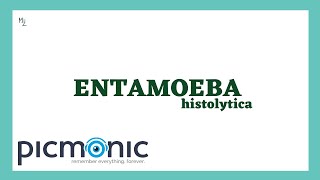 Entamoeba histolytica life cycle  morphology  Laboratory diagnosis  Picmonic QUIZ [upl. by Aneleairam]