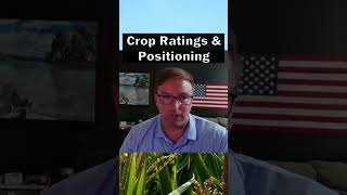 A grain market consultants insights on crop ratings amp strategic positioning graintrading farming [upl. by Ahtibat]