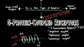 GProteinCoupled ReceptorsA Brief Introduction [upl. by Ecirahc]