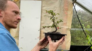 Cotoneaster Bonsai from rooted Cuttings [upl. by Corb]