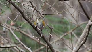 【野鳥】ルリビタキ 段戸湖 段戸裏谷原生林 きららの森 OMSYSTEM OMDS OM1 4K Redflanked bluetail【birdwatching】 [upl. by Ynneg601]