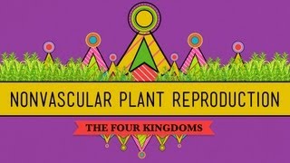 The Reproductive Lives of Nonvascular Plants Alternation of Generations  Crash Course Biology 36 [upl. by Hepza]