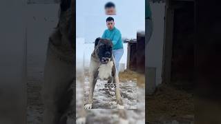 Part 3 most dangerous😨 dog breed in the world dangerousdogbreeds dogs doglover viraldogsvideos [upl. by Tiras72]