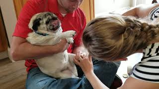 Pug Nail Clipping [upl. by Tutto]