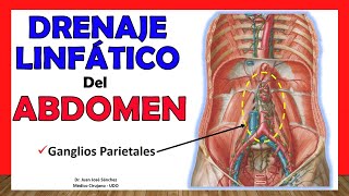 🥇 DRENAJE LINFÁTICO DEL ABDOMEN Ganglios Parietales ¡Fácil y Sencillo [upl. by Crellen]