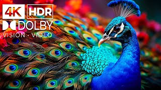 SPECIAL Oled Demo 2024 4K HDR 120 FPS Dolby ATMOSVISION [upl. by Noryk]