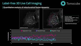 Quantitative Analysis of Mitochondrial Fission [upl. by Reisman]