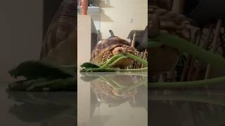 Favourite kangkong sulcata asmr mukbang [upl. by Groves]