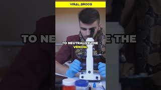 How Antivenom is Made from Snake Venom amazingfacts facts [upl. by Lemaj]