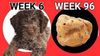 Lagotto 96 weeks of Truffle Training in 26 Minutes [upl. by Doss]