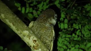 Mottled WoodOwl Calling [upl. by Wira]