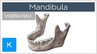 Mandibula Aufbau und Funktion  Kenhub [upl. by Ttirrej]