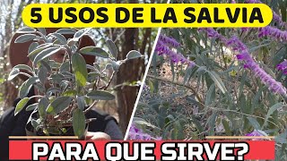 Salvia Planta MILAGROSA Descubre Sus SECRETOS  USOS y Propiedades Medicinales [upl. by Case158]