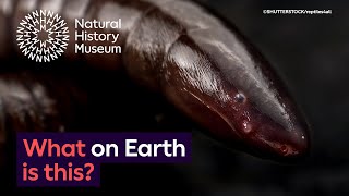 What do baby caecilians eat  Surprising Science [upl. by Lledrev225]