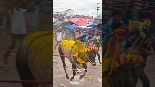 Meiyanur Vengai  jallikattu bullcalf viralshorts reels trending [upl. by Oreste]