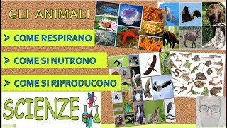 Gli Animali respirazione  nutrizione  riproduzione [upl. by Rozek343]