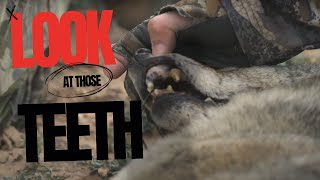 Craziest Teeth on a Coyote Hunting Coyotes in the Super Moon [upl. by Odlanyer]