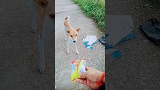 mai animals feeder 👍💥 song love music dog lyrics arijitlovesongs songlove funny [upl. by Aenotna]