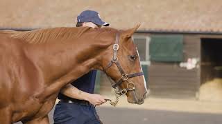 Looking ahead to the Tattersalls Book 1 Yearling Sale [upl. by Senilec221]