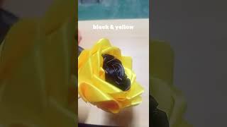 Black amp yellow rose hugotvibes [upl. by Noivad]