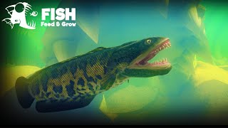 AKU HARUS BISA MENJADI IKAN TERBESAR  Feed and Grow Fish GAMEPLAY 2 [upl. by Caniff]